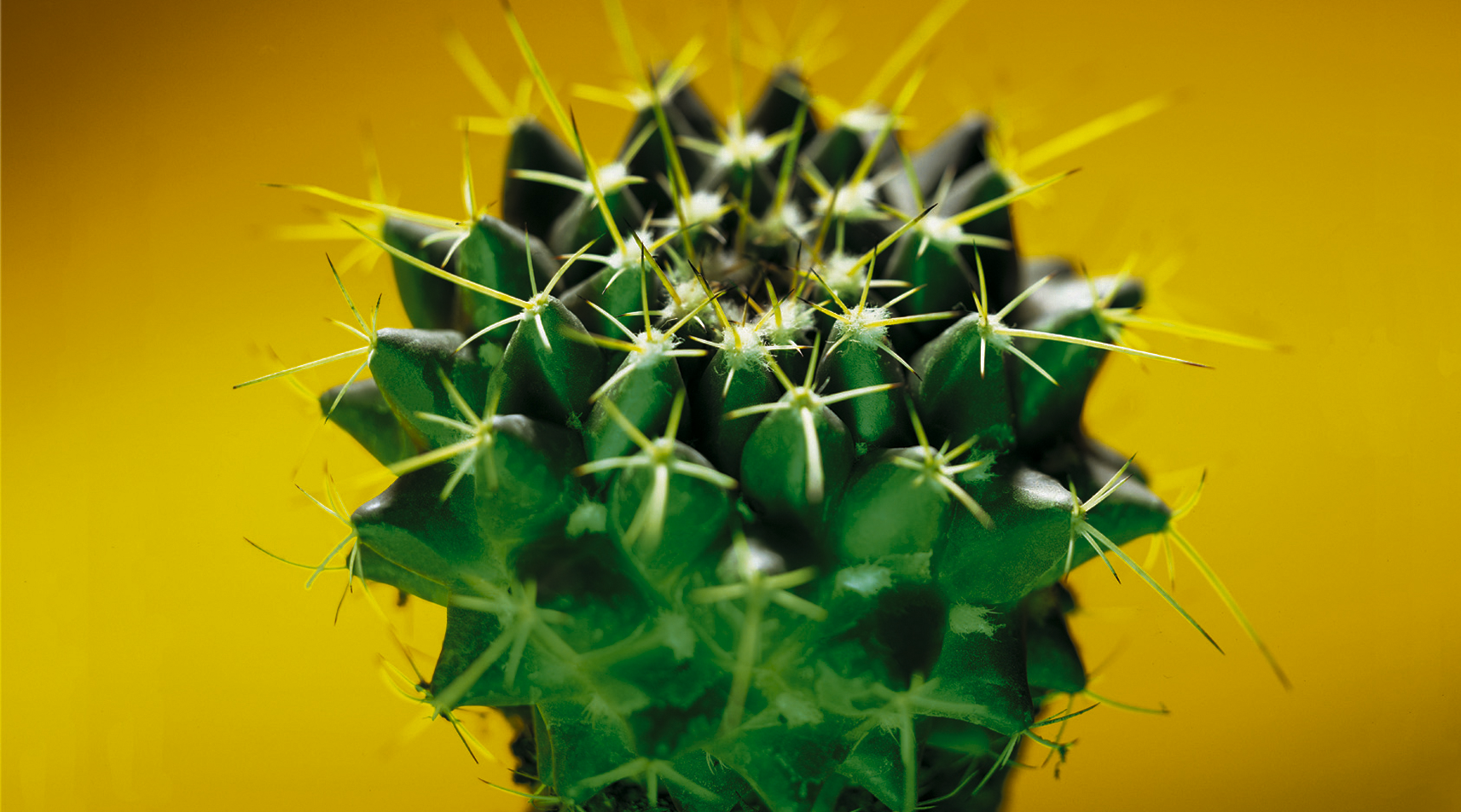 Bild #1 - Cactus Utilities