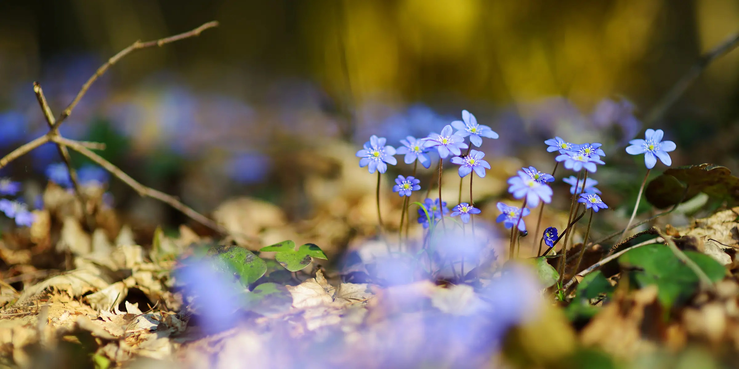 Listningsbild Dialyssjuksköterska