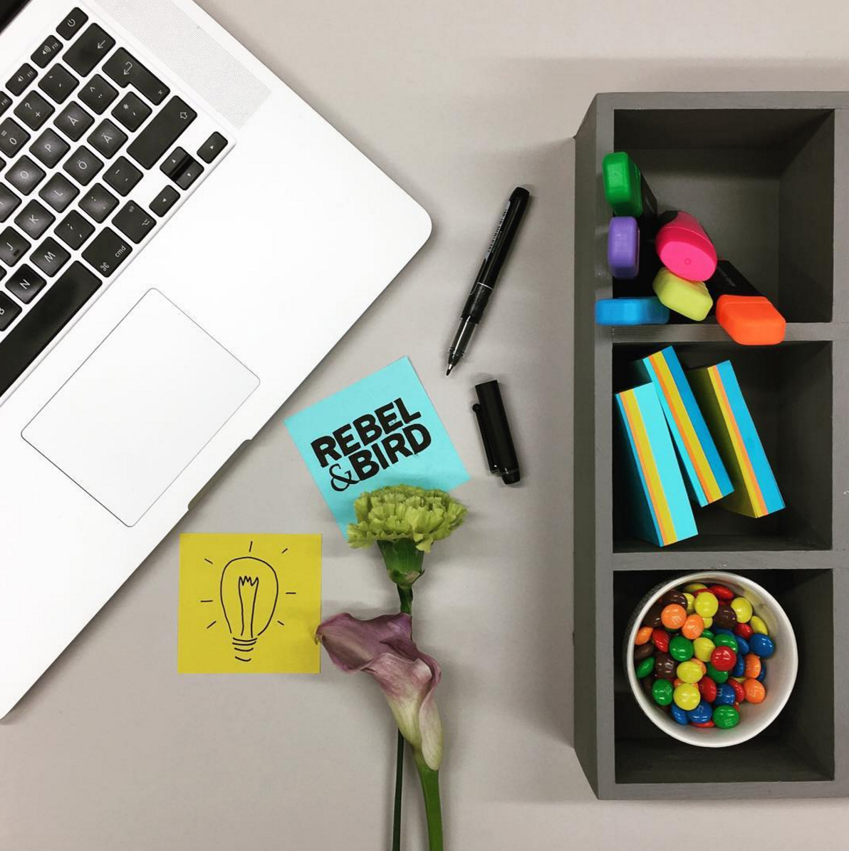 Bild #3 - Rebel & Bird